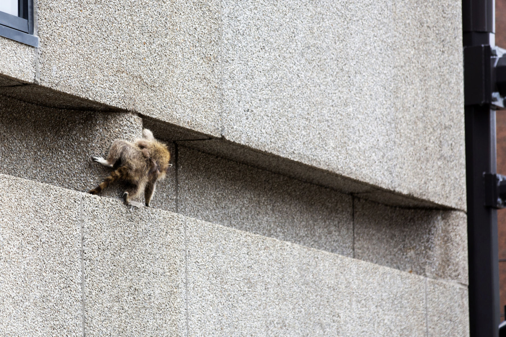 Stranded Raccoon